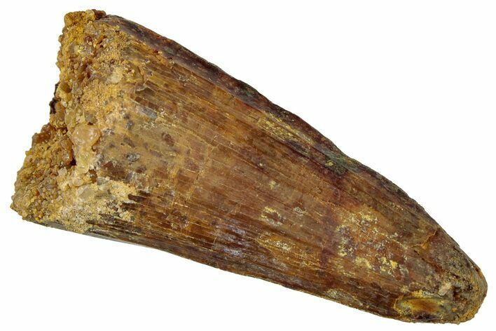 Cretaceous Fossil Crocodylomorph Tooth - Morocco #299202